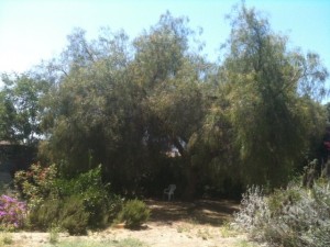 Pepper Tree.JPG.opt640x480o0,0s640x480